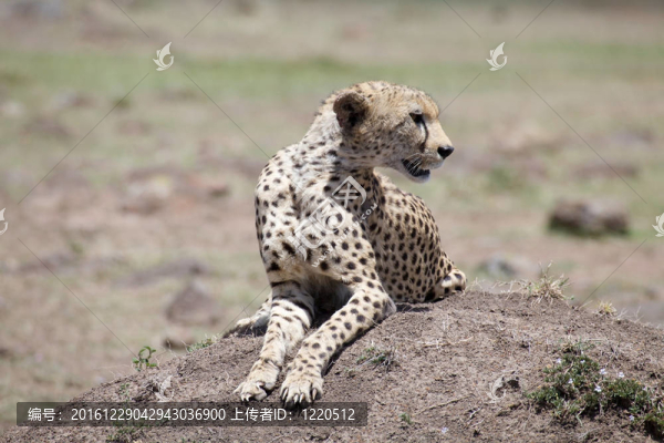 獵豹(獵豹)-匯圖網(wǎng) www.fosd68.com 獵豹(獵豹)