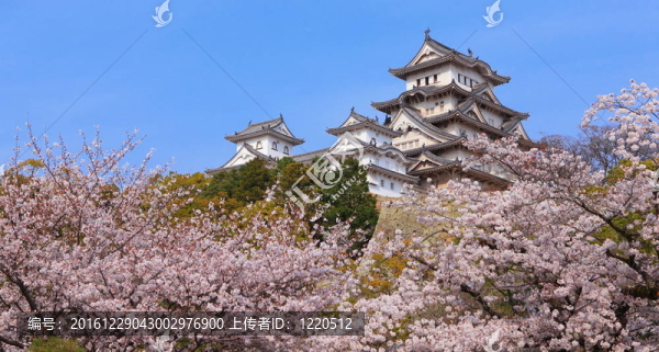 日本城堡和美麗的花