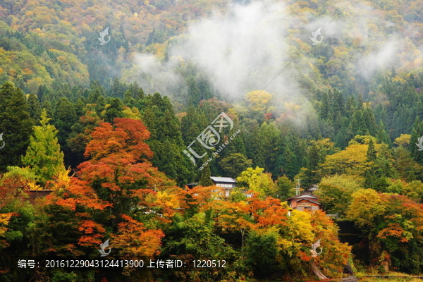 森林和山上令人驚嘆的晨霧