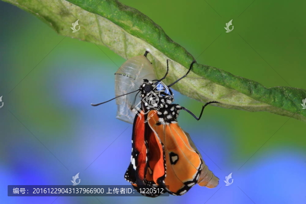 蝴蝶變的神奇瞬間