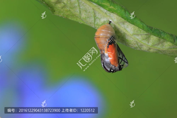 關于蝴蝶的神奇瞬間