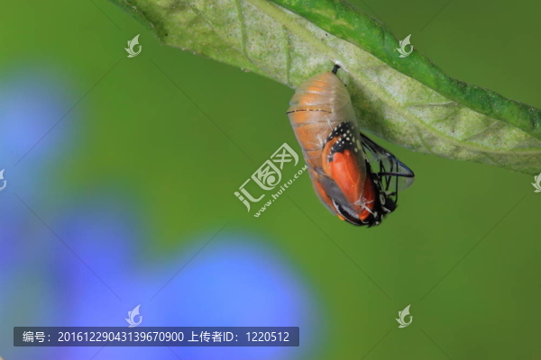 關(guān)于蝴蝶的神奇瞬間