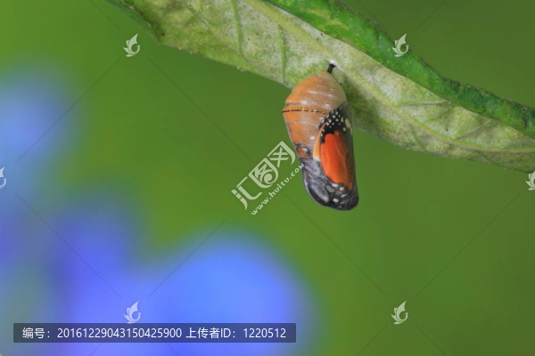關(guān)于蝴蝶的神奇瞬間
