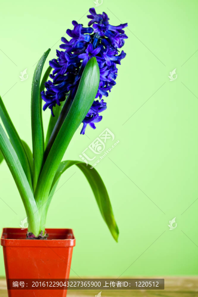 風信子花盆栽