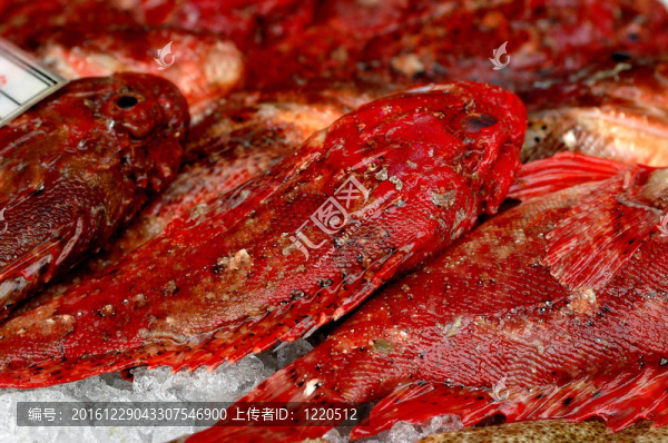 魚