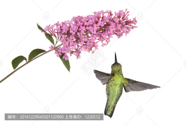 蜂鳥在布什下一只蝴蝶