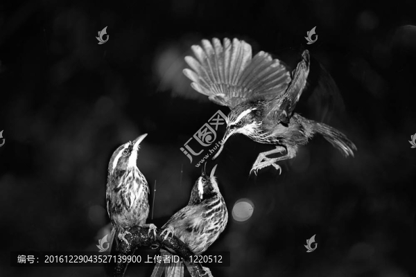 Mother,Pomatorhinus,ruficollis飼料