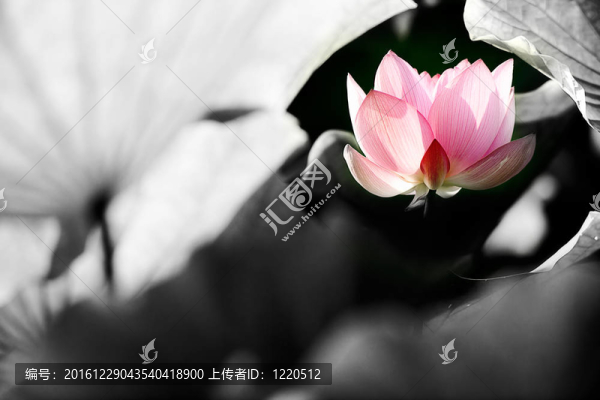 美麗的蓮花背景使用