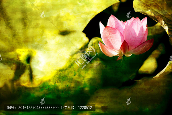 美麗的蓮花背景使用