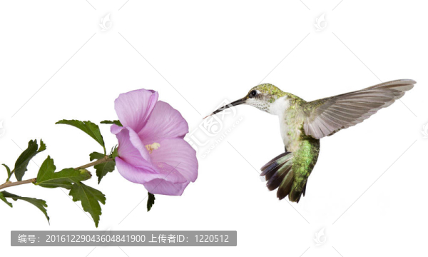 蜂鳥在布什下一只蝴蝶