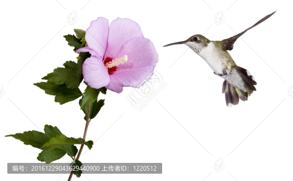 蜂鳥和玫瑰莎倫