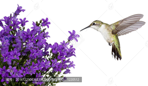 蜂鳥定位在一個紫色的bellfower