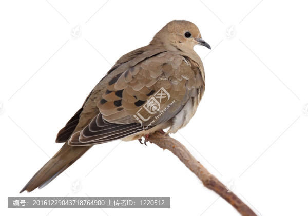 斑鳩抖抖羽毛保暖