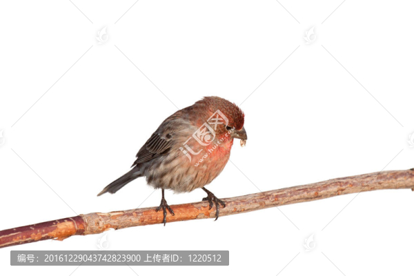 芬奇撇開紅花籽殼
