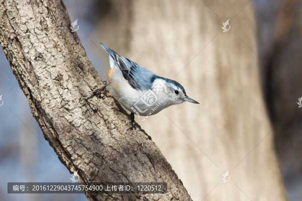白胸鳾走樹(shù)枝