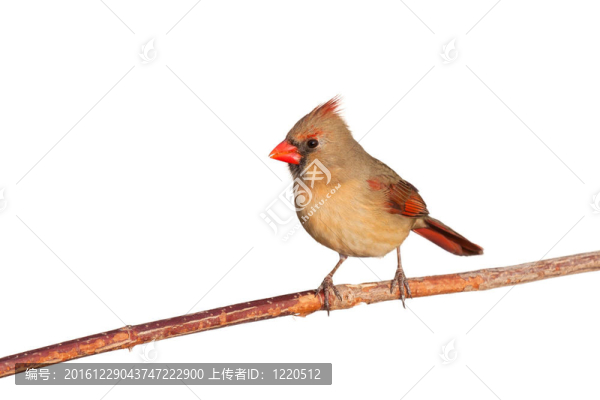 紅衣主教在樹枝上放松
