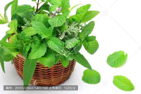 草本植物