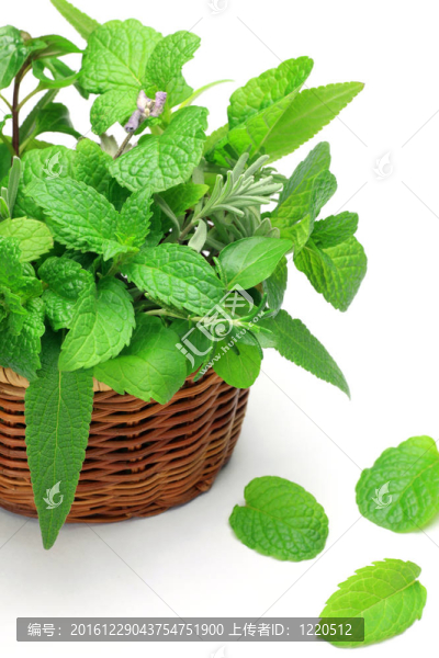 草本植物