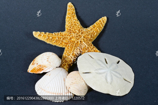 海星貝殼和沙元