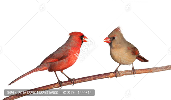 兩位紅衣主教與整個紅花種子在他們的嘴