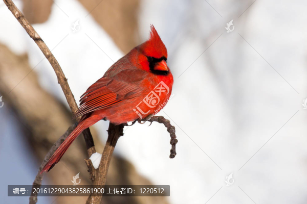 紅衣主教在白雪覆蓋的森林里休息