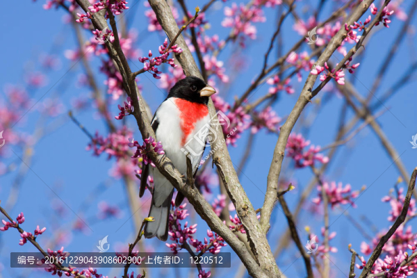 玫瑰=排扣蠟嘴鳥(niǎo)棲息