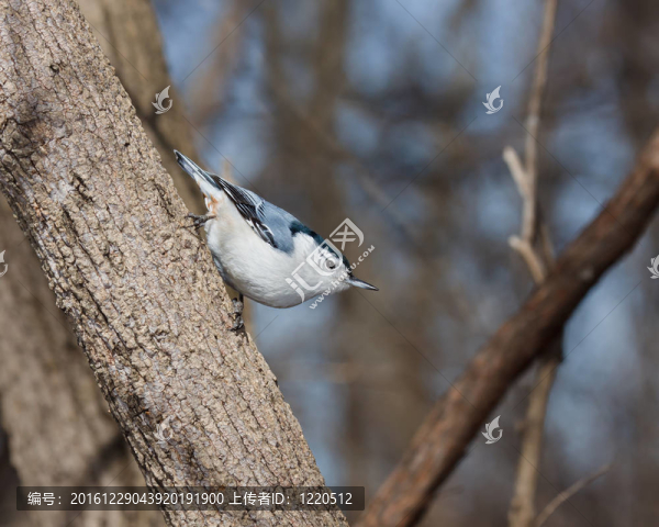 白胸鳾棲息在樹枝上