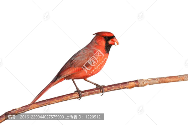 雄基數(shù)平衡種子