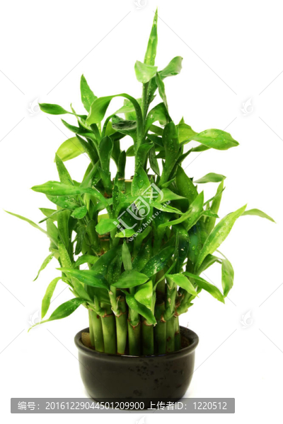 黑鍋中的綠色竹子
