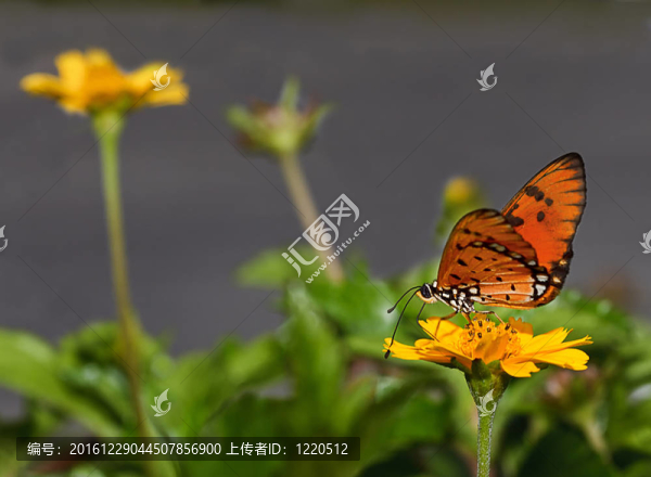 坐式蝴蝶