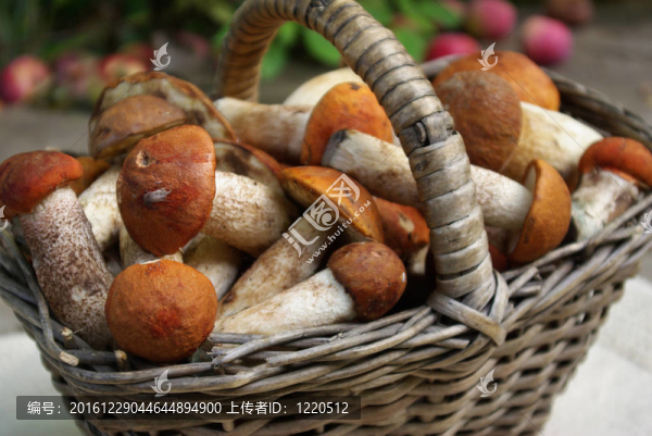 蘑菇蘑菇籃