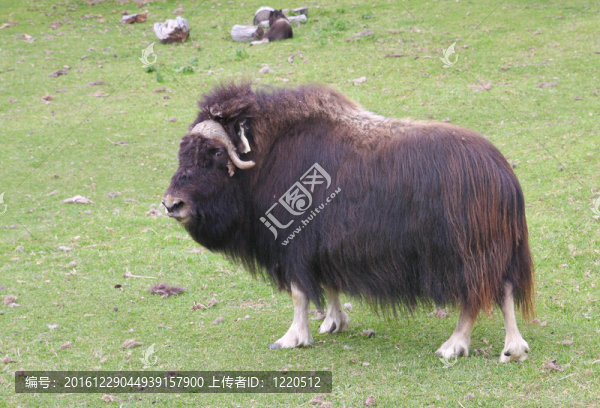 麝香牛