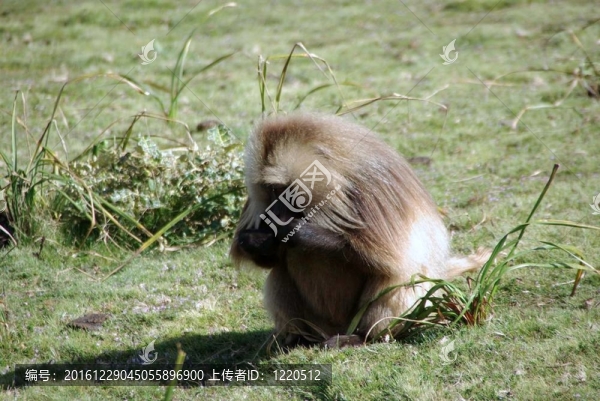 Gelada,baboon；埃塞俄比亞