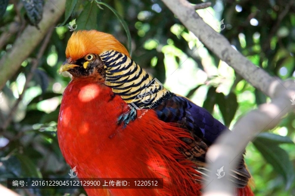 金雞獎(jiǎng)或中國(guó)和