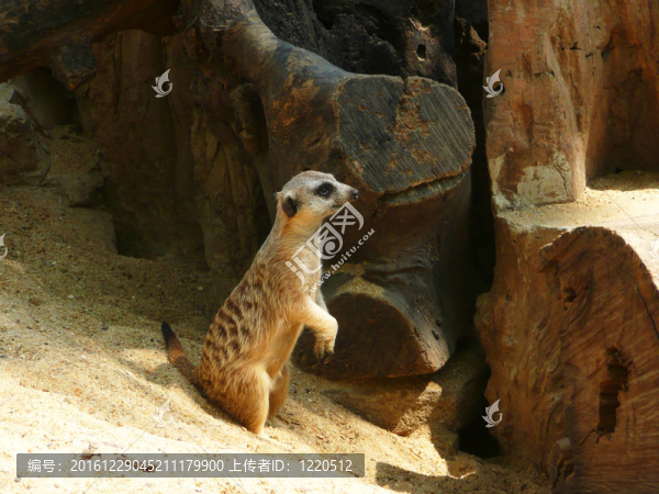 meercats；泰國。