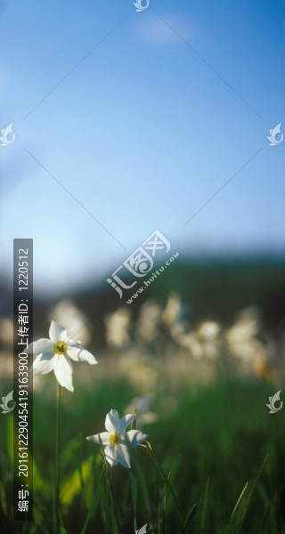 在溫暖的夕陽(yáng)春天的水仙花。