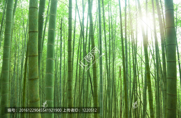 陽光竹林