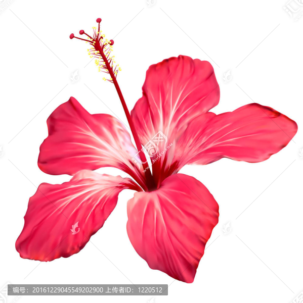 芙蓉花的藝術(shù)載體