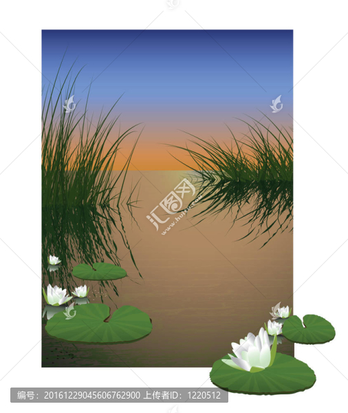 自然池塘背景。睡蓮花卉水