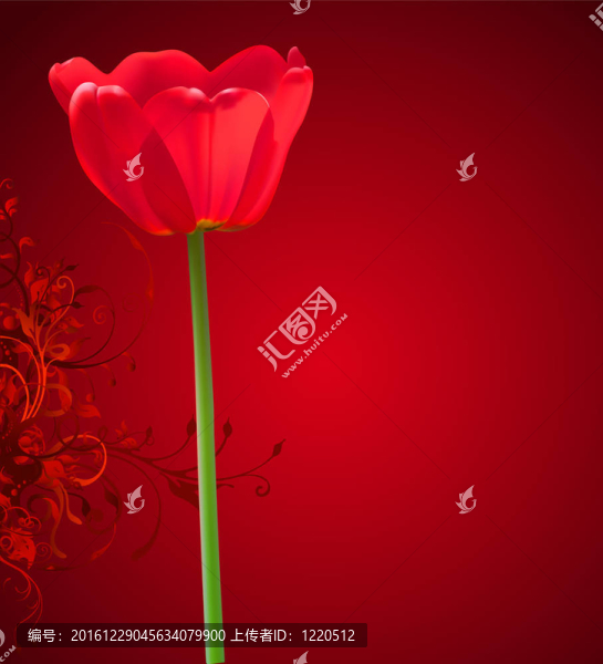 情人節(jié)花卉背景。紅色郁金香的插圖