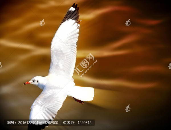 海鷗盤旋