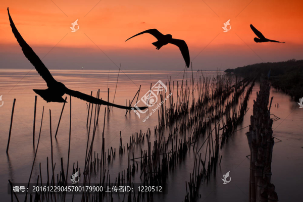 海鷗盤旋