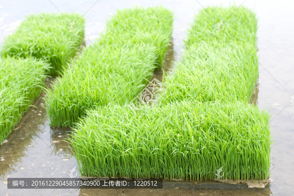 Rice豆芽