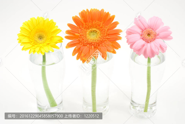 非洲菊雛菊