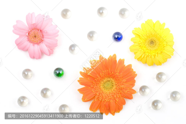 Gerbera,daisy,flower安排