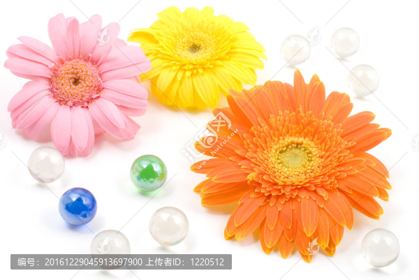 Gerbera,daisy,flower安排