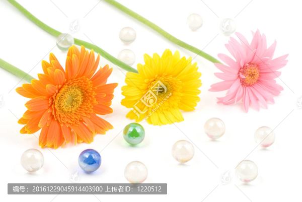 Gerbera,daisy,flower安排