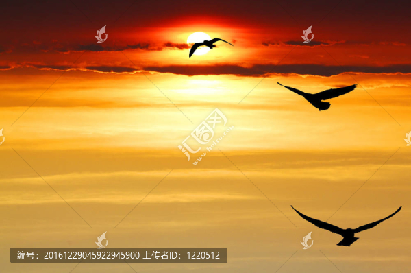 海鷗徘徊在日落之間