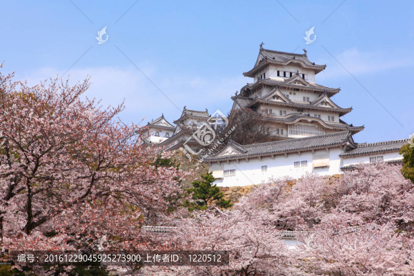 日本城堡和美麗的櫻花櫻花在日本拍攝