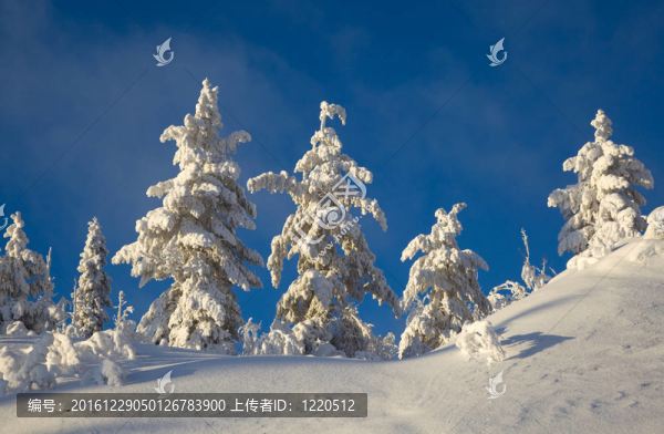 吃在雪里